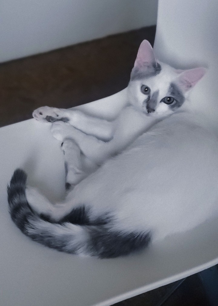 cat