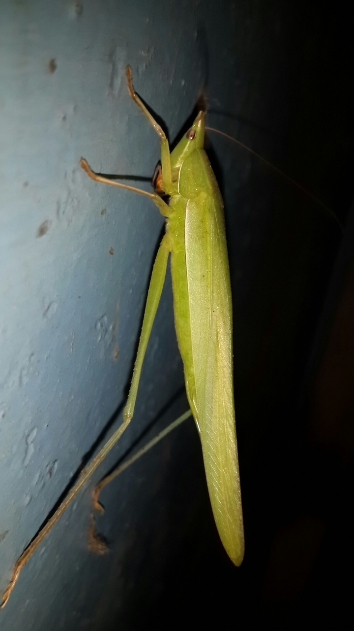 green dragon