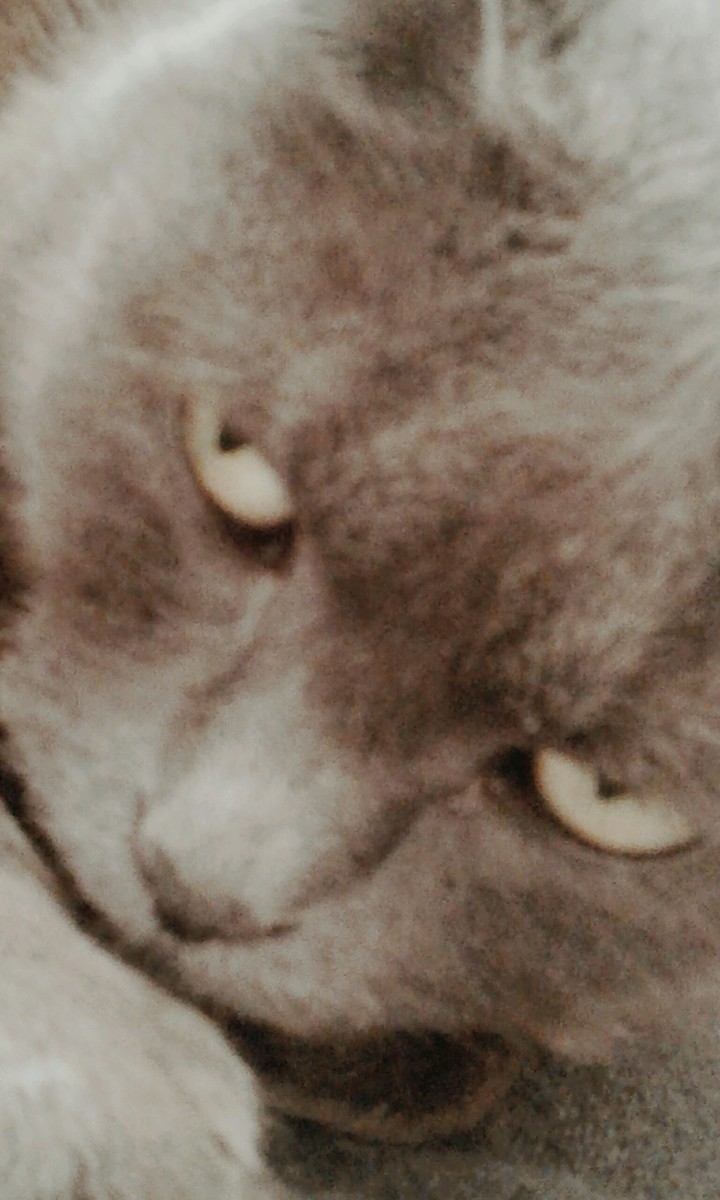 CAT "Kokos"