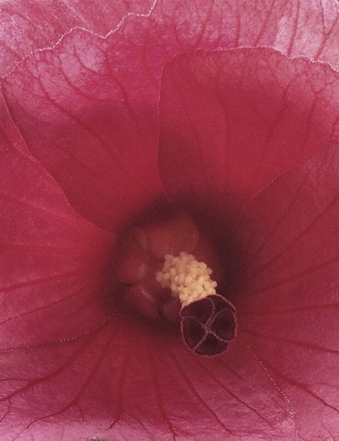 flower, Pollen桌布
