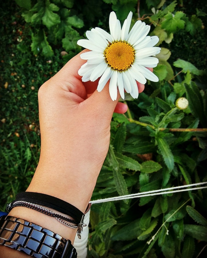 flower