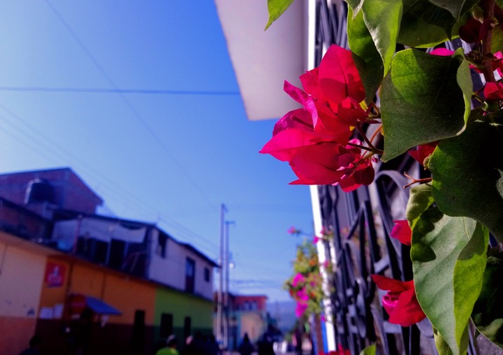 CAMELINA ROJA, SAN CRISTÓBAL DE LAS CASAS, CHIAPAS.