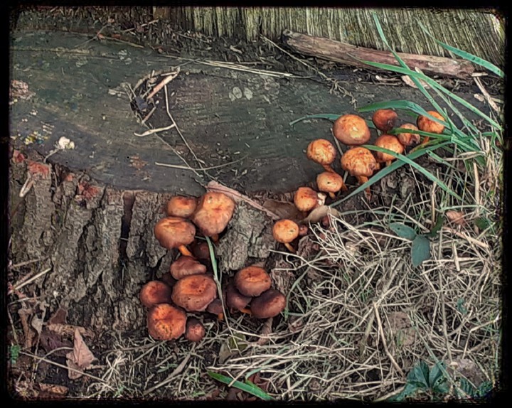 Pilze im Wald