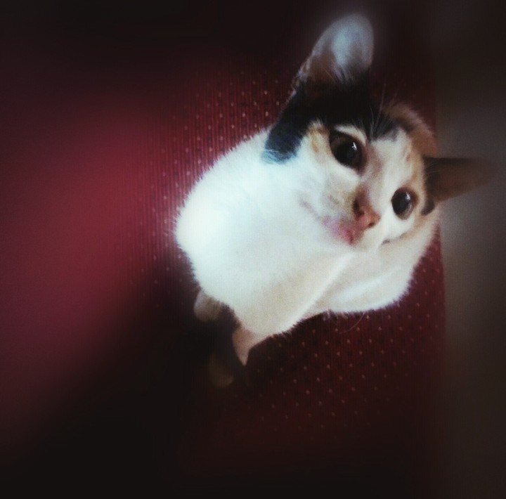 Cute kitten...