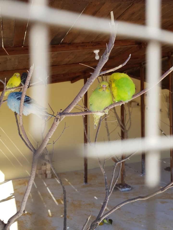 Love Birds