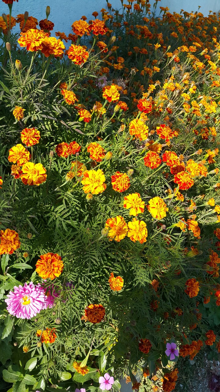 Flower Garden
