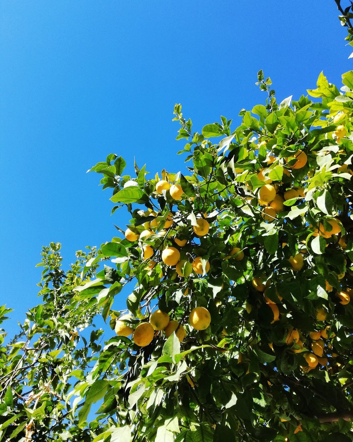 All that I can see, is just a yellow lemon tree.