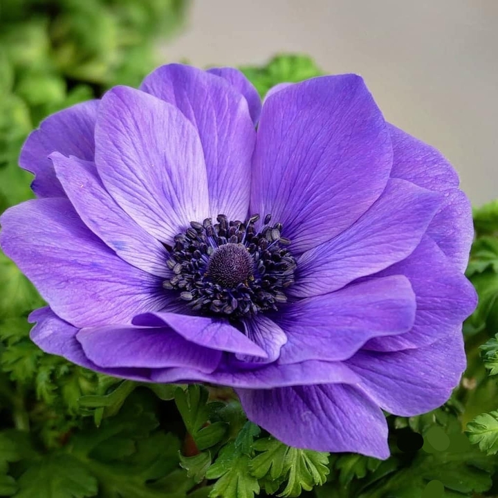 purpal flower