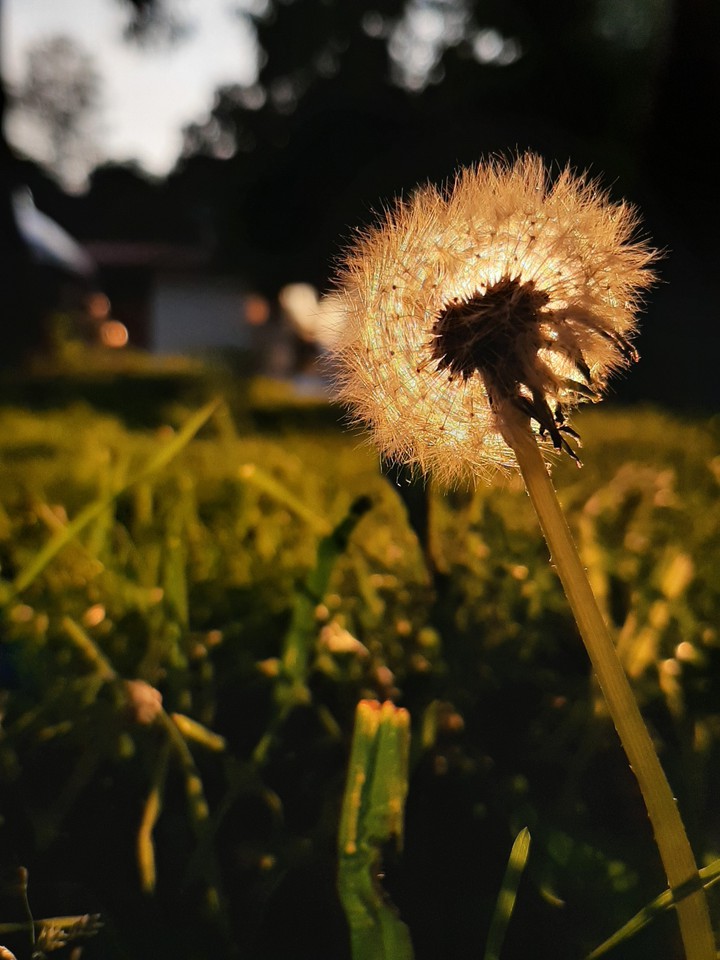 Diente de León