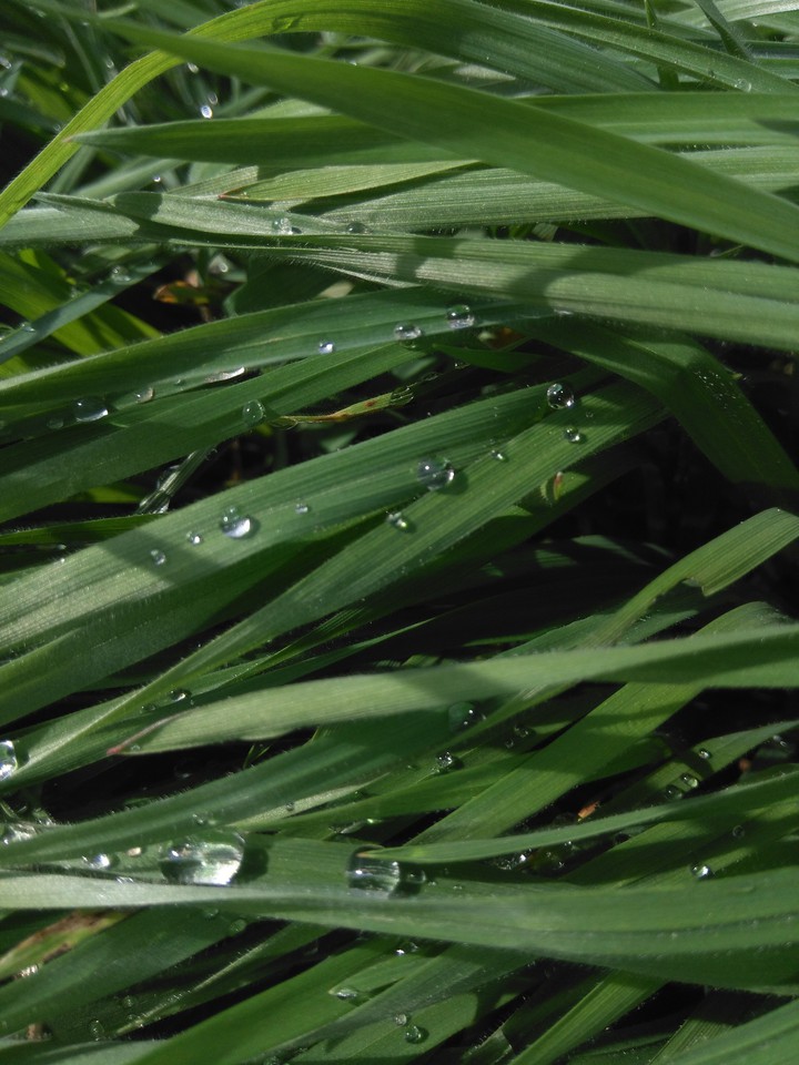 morning dew