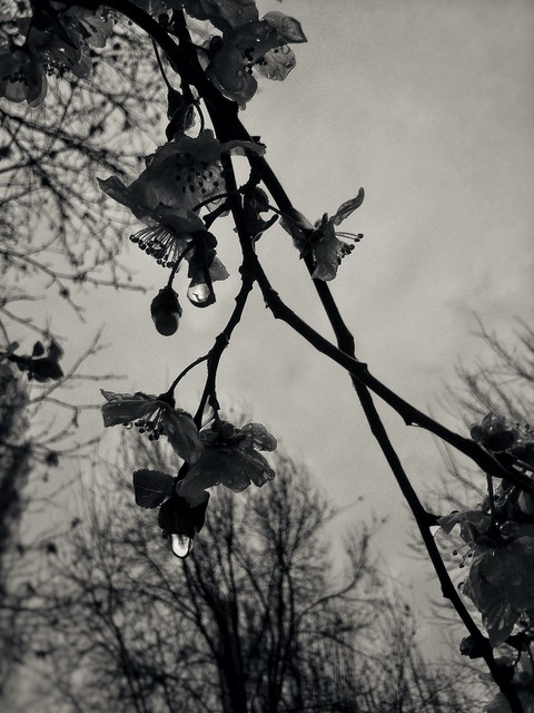 Raindrops ?