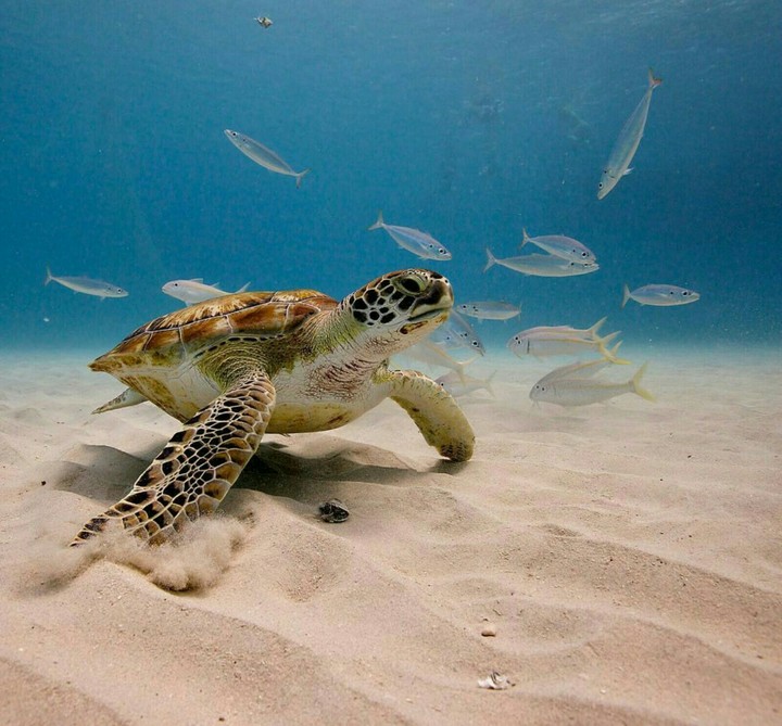 professional diver