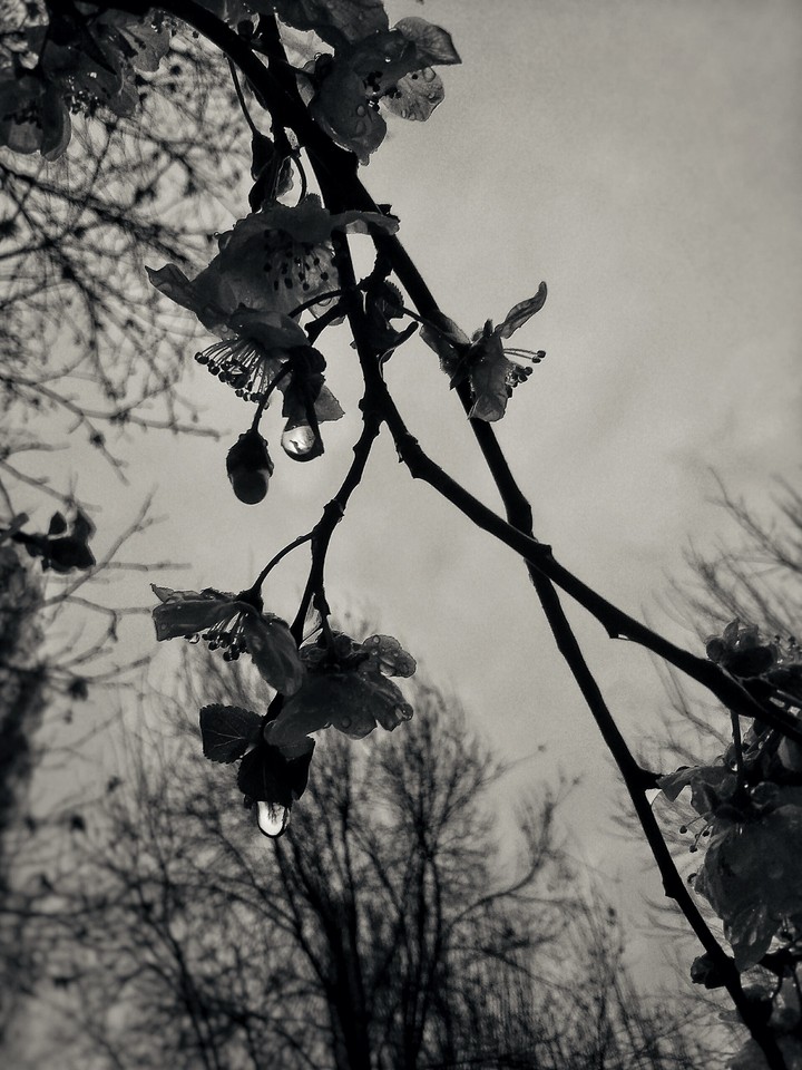 Raindrops ?
