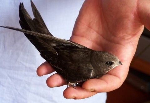 Hirundinidae