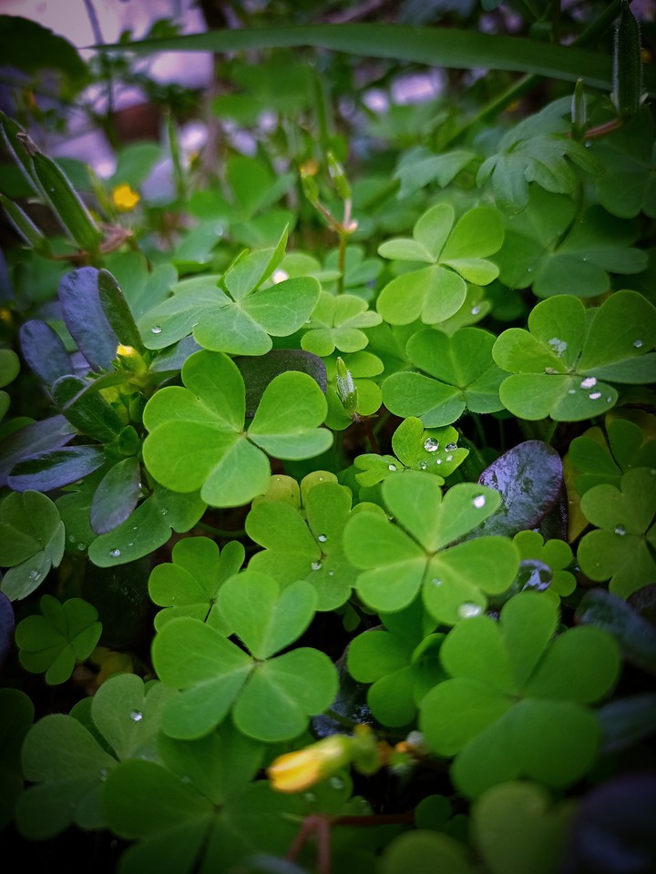 cloverleaf
