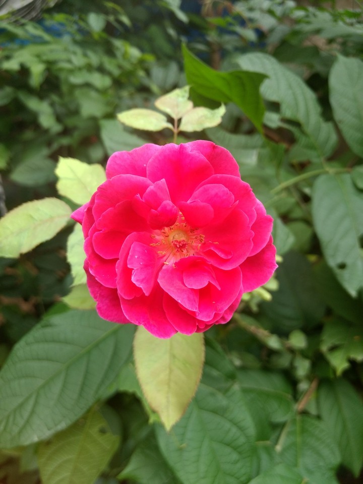 the rose