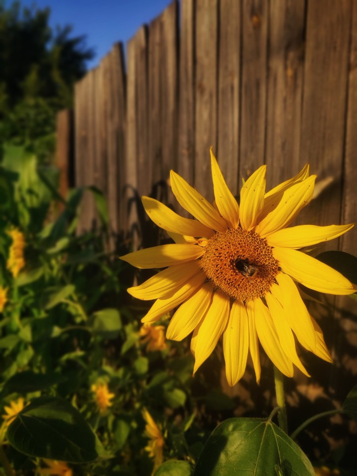 sunflower
