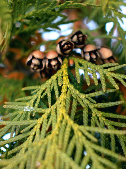 Thuja branch with cones