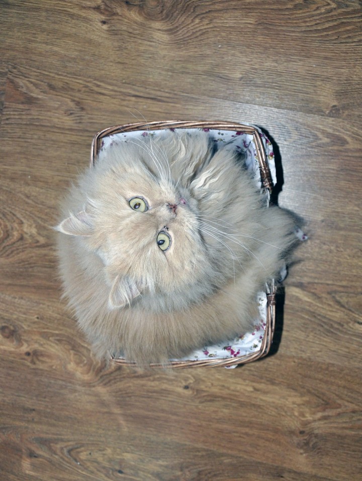 cat