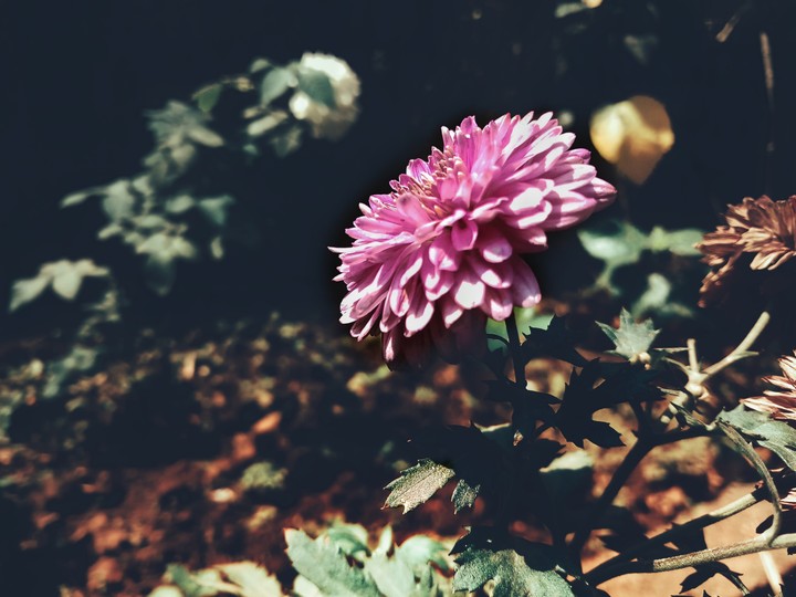 pink faint daisy flower