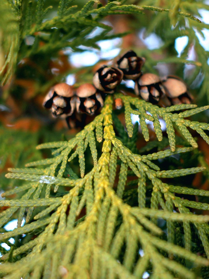 Thuja branch with cones