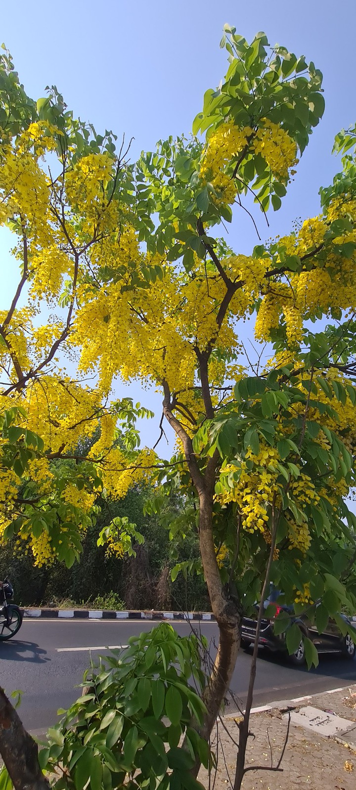 spring