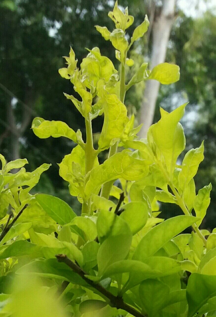 yellow leaf love