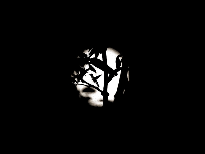 Humming Bird Bheind The Moon