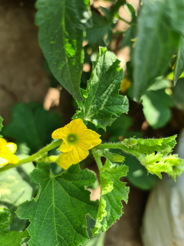 Yellow Flower