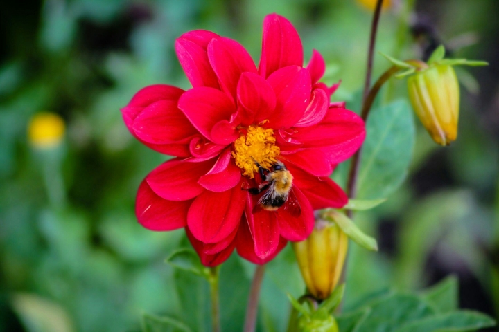 Busy bee