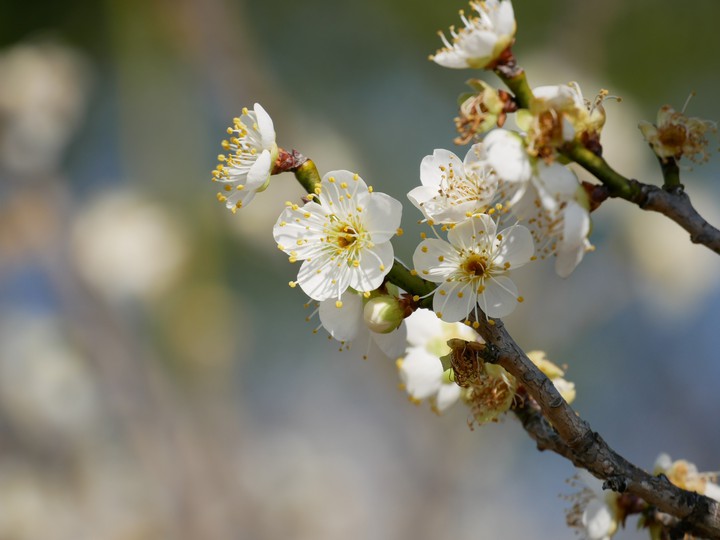 plumblossom