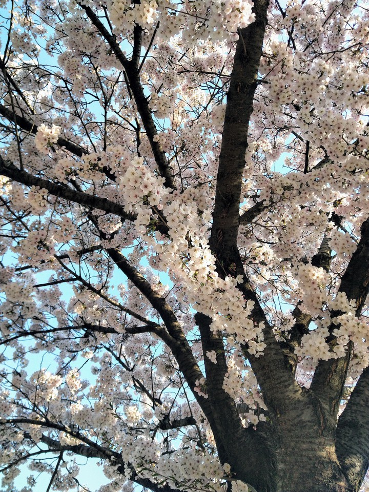 벚꽃