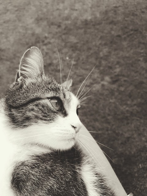 cateye, pet achtergronden