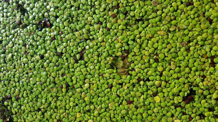 "Kräuter Quak"/"Herbs Quak"