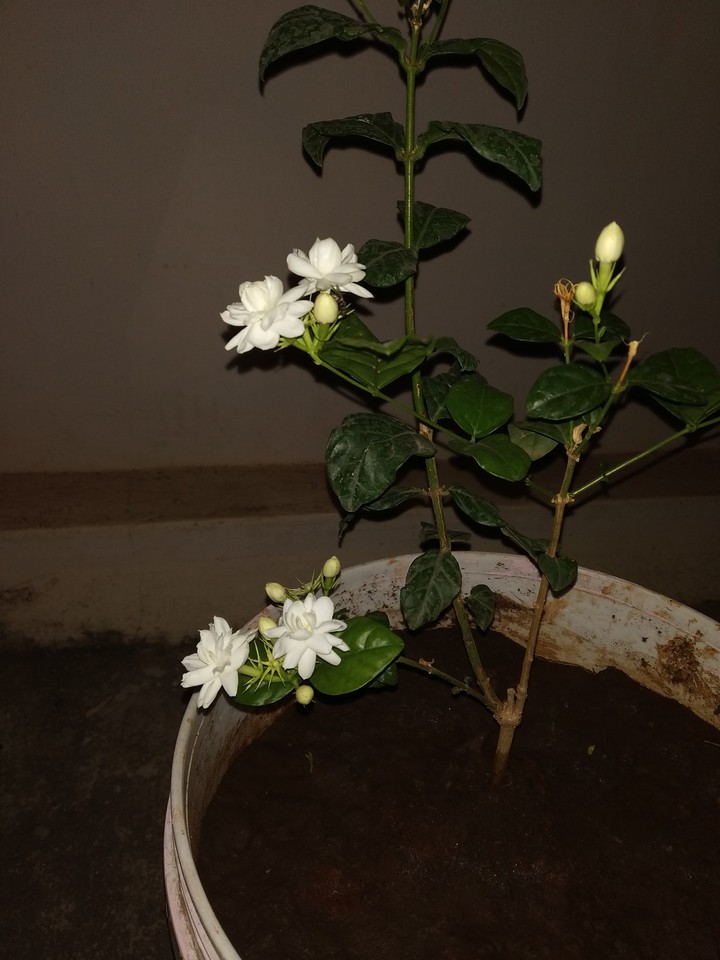 Jasmine