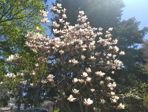 spring flower