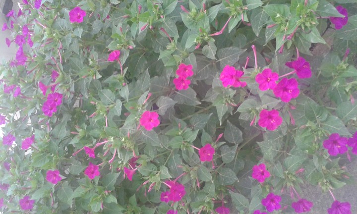 Night flowers