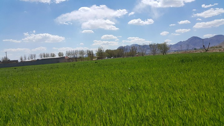 rice farm