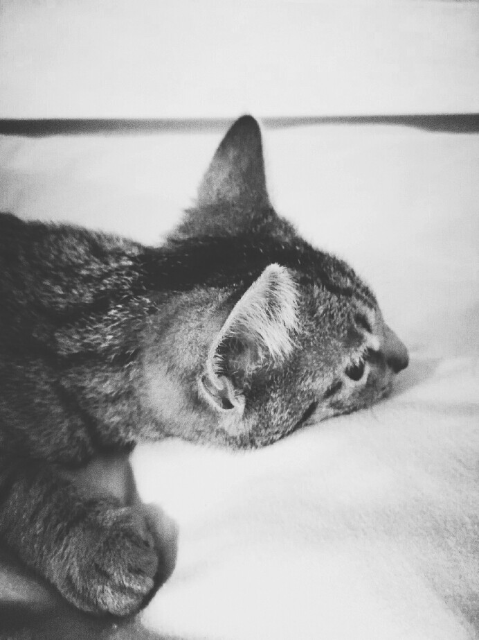Liegende kleine Katze