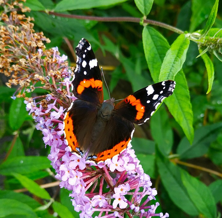 farfalla