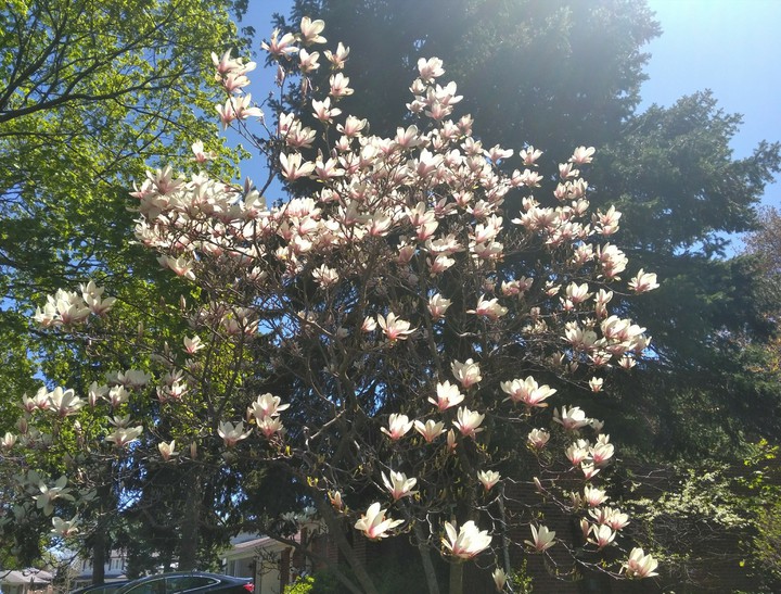 spring flower