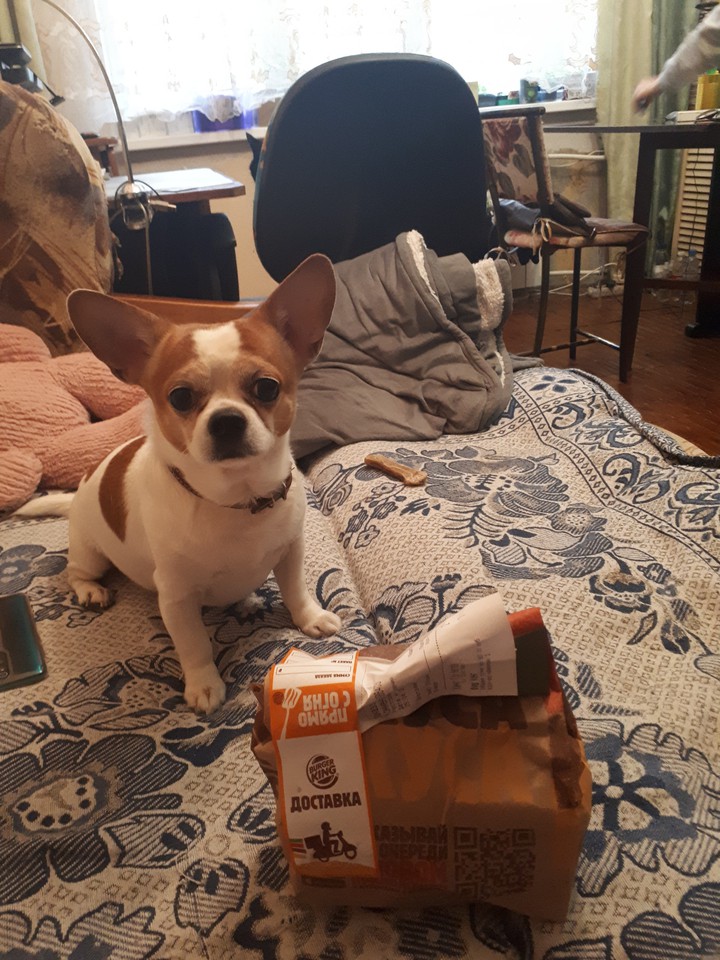 dog