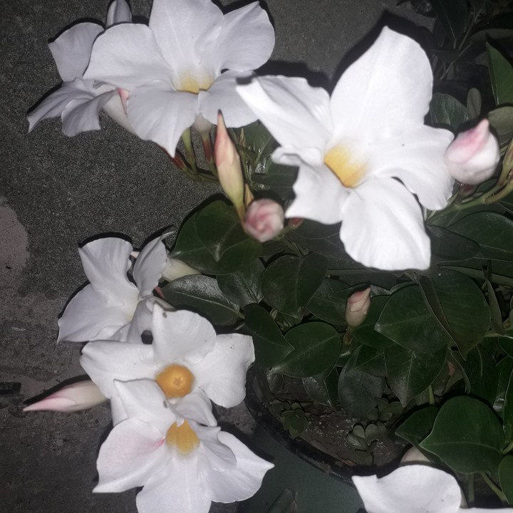 dipladenia