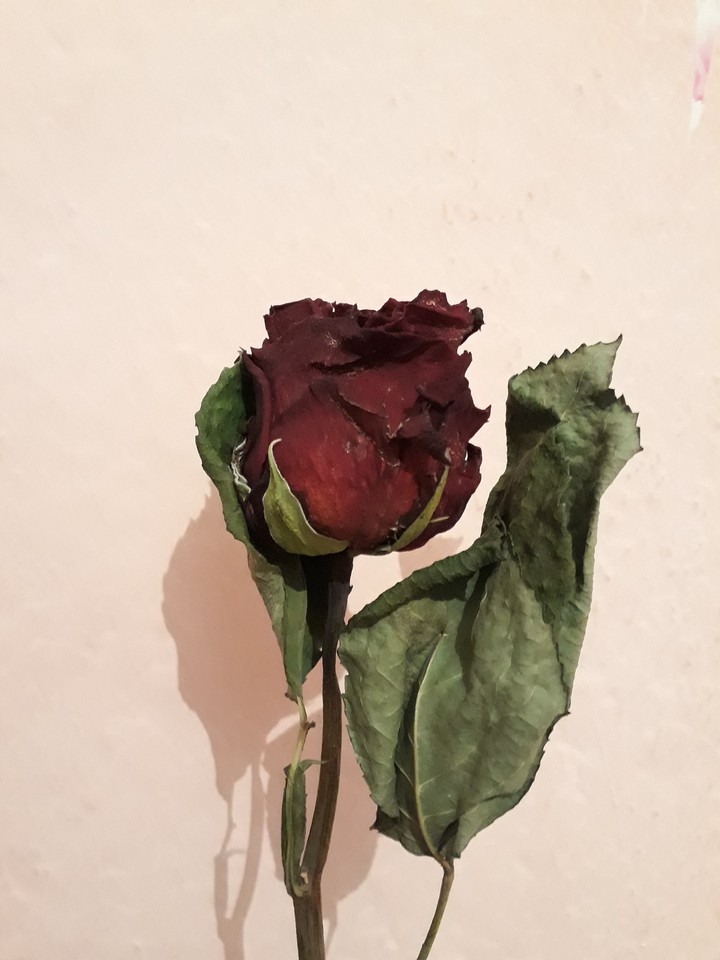 rose
