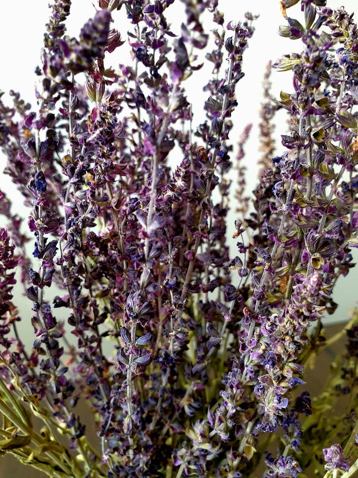 lavander