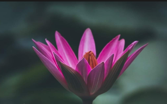 The flower