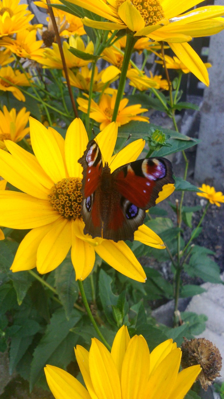 motyl