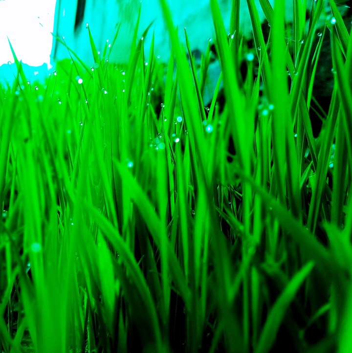 grass grass