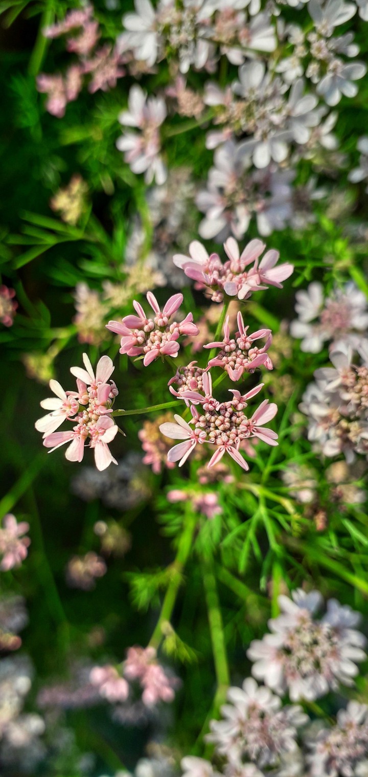 Blossom!