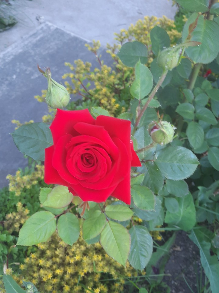 rose
